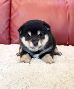 柴犬(豆柴)【福岡県・男の子・2021年9月25日・黒】の写真「タヌキ顔の男の子🌟」