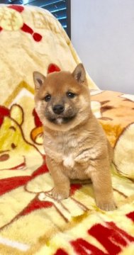 柴犬(豆柴)【福岡県・男の子・2017年11月6日・赤】の写真「癒し系イケメン君です✨」
