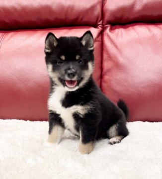 柴犬(豆柴)【福岡県・男の子・2021年5月1日・黒】の写真「笑顔な素敵な男の子❤️」