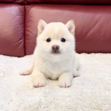 柴犬(豆柴)【福岡県・女の子・2023年2月4日・白】の写真「将来は美人さん確定❤️」