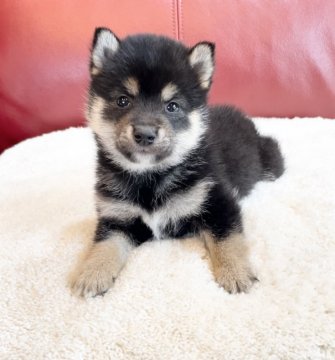 柴犬(豆柴)【福岡県・男の子・2021年4月27日・黒】の写真「小ぶりで可愛い男の子😍」