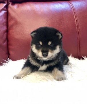 柴犬(豆柴)【福岡県・男の子・2019年6月29日・黒】の写真「たぬき顔イケメン男子🤩」