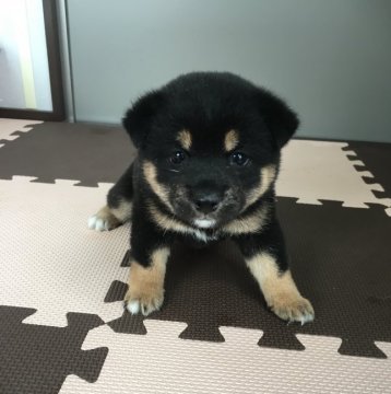柴犬(豆柴)【福岡県・女の子・2017年6月5日・黒】の写真「可愛い黒の女の子💕」