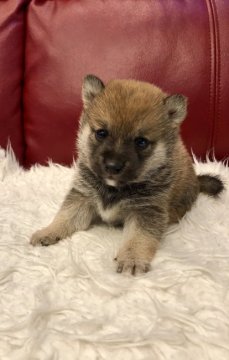 柴犬(豆柴)【福岡県・男の子・2019年5月15日・赤】の写真「ふわふわタヌキ君✨」