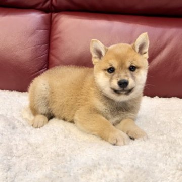 柴犬(豆柴)【福岡県・男の子・2023年3月30日・赤】の写真「タヌキ顔の美男子なんです💜」