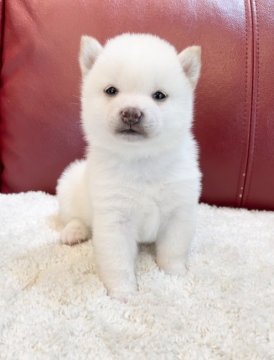 柴犬(豆柴)【福岡県・男の子・2021年3月27日・白】の写真「綺麗な毛色の癒し系男の子✨」