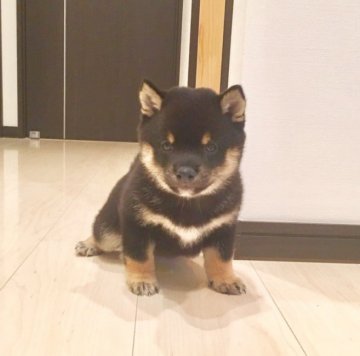 柴犬(豆柴)【福岡県・男の子・2017年9月19日・黒】の写真「両親26.5cm小ぶり❤️タヌキ顔で激カワです✨」