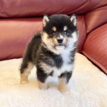 柴犬(豆柴)【福岡県・男の子・2023年1月23日・黒】の写真「小ぶりサイズの優しいお顔男子❤️」