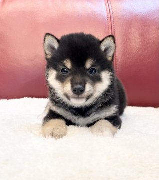 柴犬(豆柴)【福岡県・男の子・2021年5月15日・黒】の写真「綺麗な柄のイケメン男子❤️」