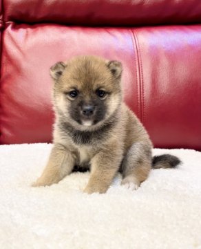 柴犬(豆柴)【福岡県・男の子・2021年4月27日・赤】の写真「お目々が可愛い男の子😍」