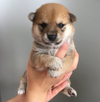 柴犬(豆柴)【福岡県・男の子・2017年6月17日・赤】の写真「小ぶりのオスらしいイケメン君✨」