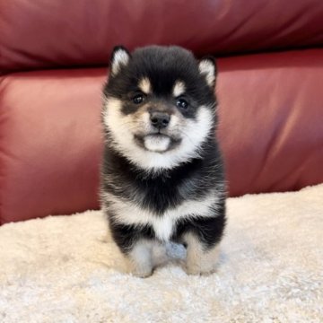 柴犬(豆柴)【福岡県・女の子・2022年11月29日・黒】の写真「最高の容姿です❤️😍💕」