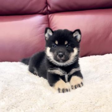 柴犬(豆柴)【福岡県・女の子・2022年6月17日・黒】の写真「チャームポイントのかわいいお目々😍❤️」