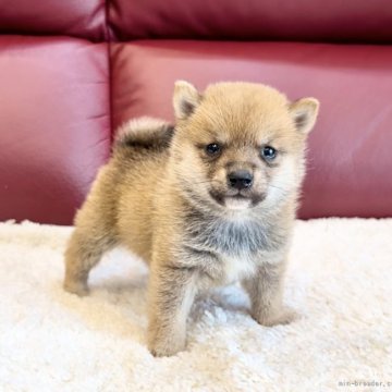 柴犬(豆柴)【福岡県・男の子・2022年4月16日・赤】の写真「小ぶりでお目々が可愛い男の子😍❤️」