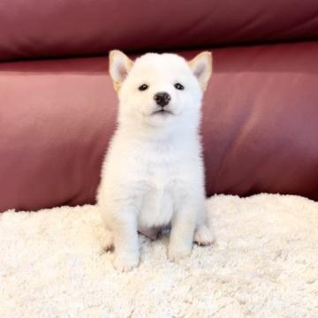 柴犬(豆柴)【福岡県・男の子・2022年8月6日・白】の写真「優しい癒し系な男子😍」