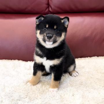 柴犬(豆柴)【福岡県・男の子・2022年9月11日・黒】の写真「丸くて可愛い男の子💕」