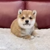 豆柴【福岡県・男の子・2023年10月23日・赤】の写真1