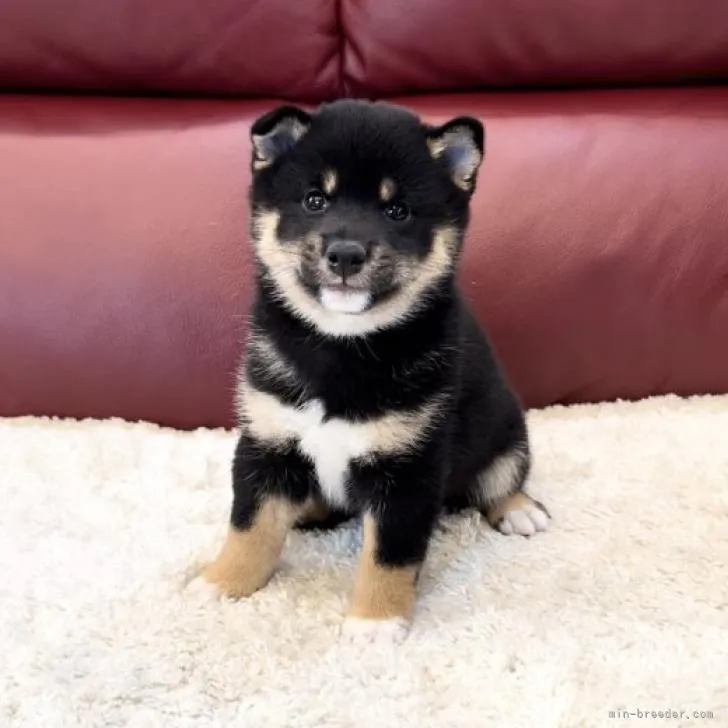 ID：2210-02116の子犬