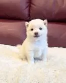 豆柴【福岡県・男の子・2022年6月26日・白】の写真2