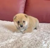 豆柴【福岡県・男の子・2022年6月19日・赤】の写真3