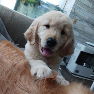 ゴールデンレトリバー【北海道・女の子・2025年6月19日・ゴールド】の写真「ご家族が決まりました🍀」