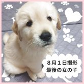 ゴールデンレトリバー
