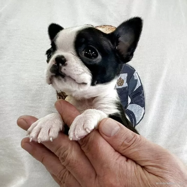 ID：2506-07342の子犬
