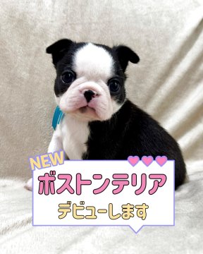ボストンテリア【東京都・男の子・2025年5月15日・ボストンカラー】の写真「パパはチャンピオン血統、ママもチャンピオン直子」