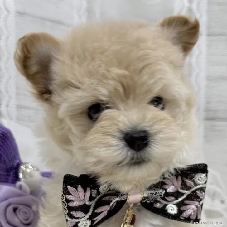 ID：2504-06661の子犬