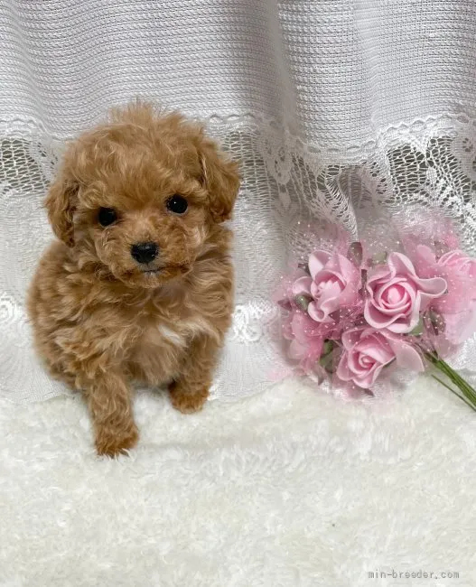 ID:2202-01516の子犬