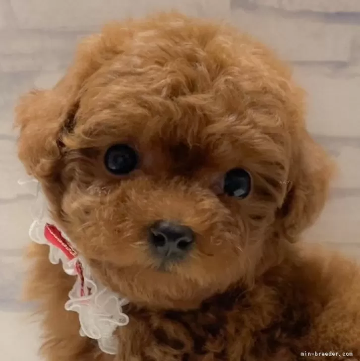 ID：2405-02639の子犬