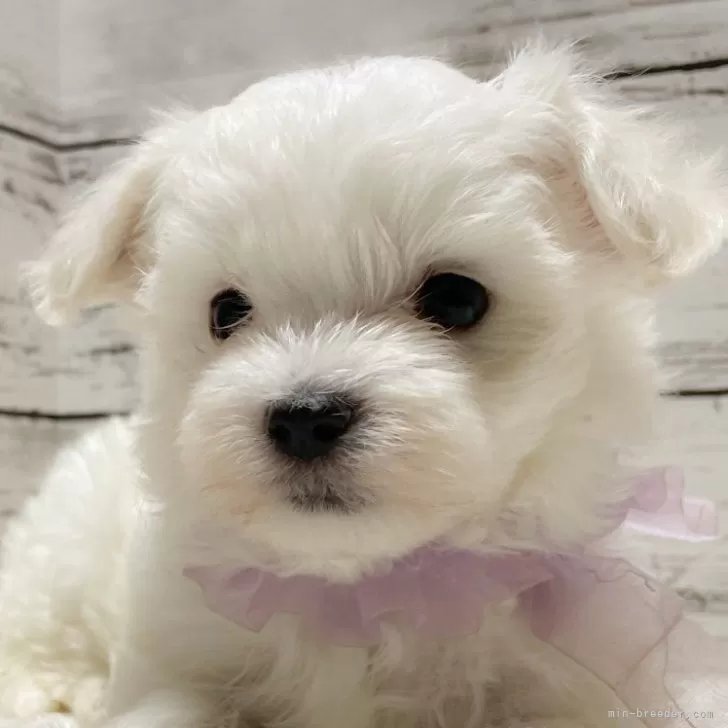ID:2401-06113の子犬