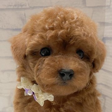 トイプードル(トイ)【茨城県・男の子・2024年3月26日・レッド】の写真「心優しいGentle boy🩵」