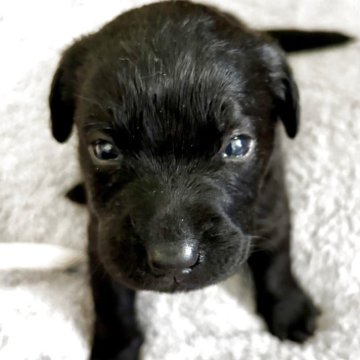 ラブラドールレトリバー【北海道・男の子・2025年11月18日・ブラック】の写真「離乳食を食べ始めました。元気な男の子です。」