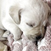 ラブラドールレトリバー