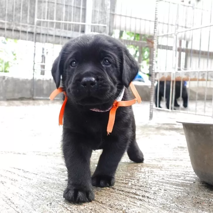 H.K 様のお迎えした子犬