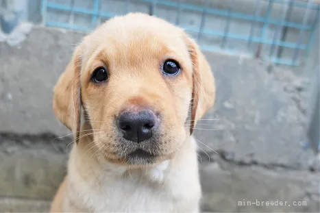 ID:2205-00928の子犬