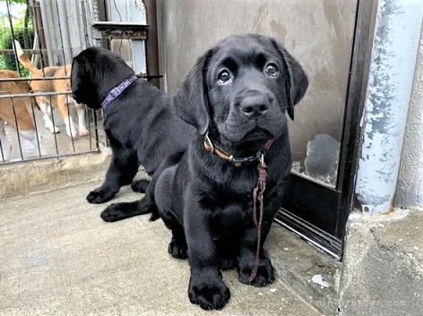 D.H 様のお迎えした子犬