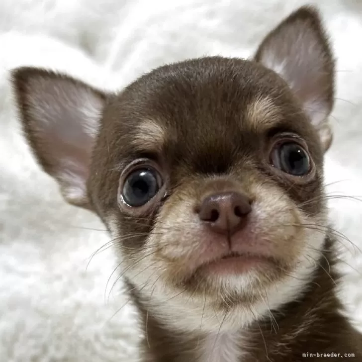 ID：2508-03005の子犬
