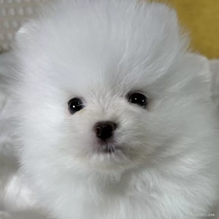 ID：2503-01451の子犬
