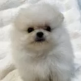 ポメラニアン