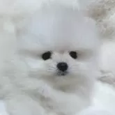 ポメラニアン