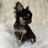 チワワ(ロング)【和歌山県・女の子・2024年9月12日・ブラックタン】の写真2