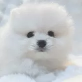 ポメラニアン【和歌山県・女の子・2025年8月17日・ホワイト】の写真6