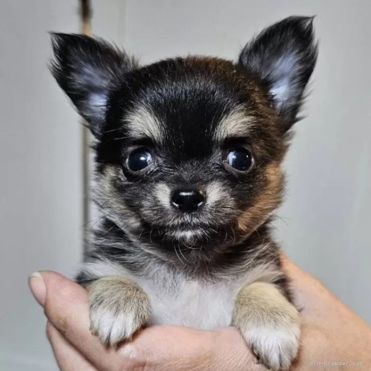 ID:2410-06610の子犬