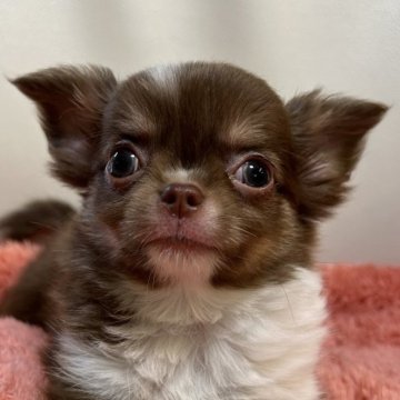 チワワ(ロング)【和歌山県・男の子・2024年6月12日・チョコタン&ホワイト】の写真「両親遺伝子検査クリアです✨」