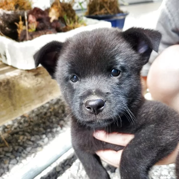 ID：2510-01023の子犬