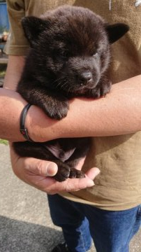 甲斐犬【静岡県・男の子・2021年4月5日・黒虎】の写真「頭から尾の先まで毛がツンツンしてる毛質の良い子です」