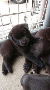 甲斐犬【静岡県・男の子・2020年8月23日・黒虎】の写真「毛質に拘り交配しています」