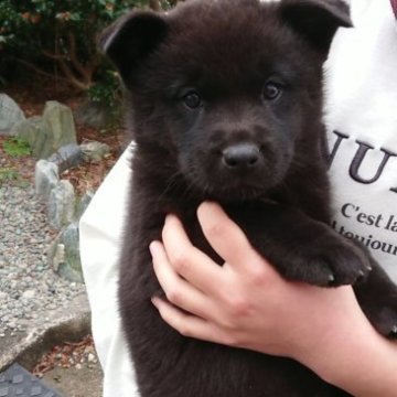 甲斐犬【静岡県・女の子・2023年1月11日・黒虎】の写真「人が好きで元気な子です」